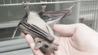 I'm having trouble with the bat I just got - YouTube