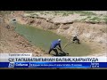 Түркістан облысында ағын су тапшылығынан балық қырылуда