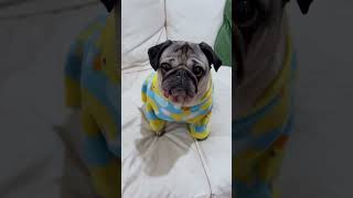 Big News Doug The Pug Is Working On An Animated Show Comment Where Youd Want To See It