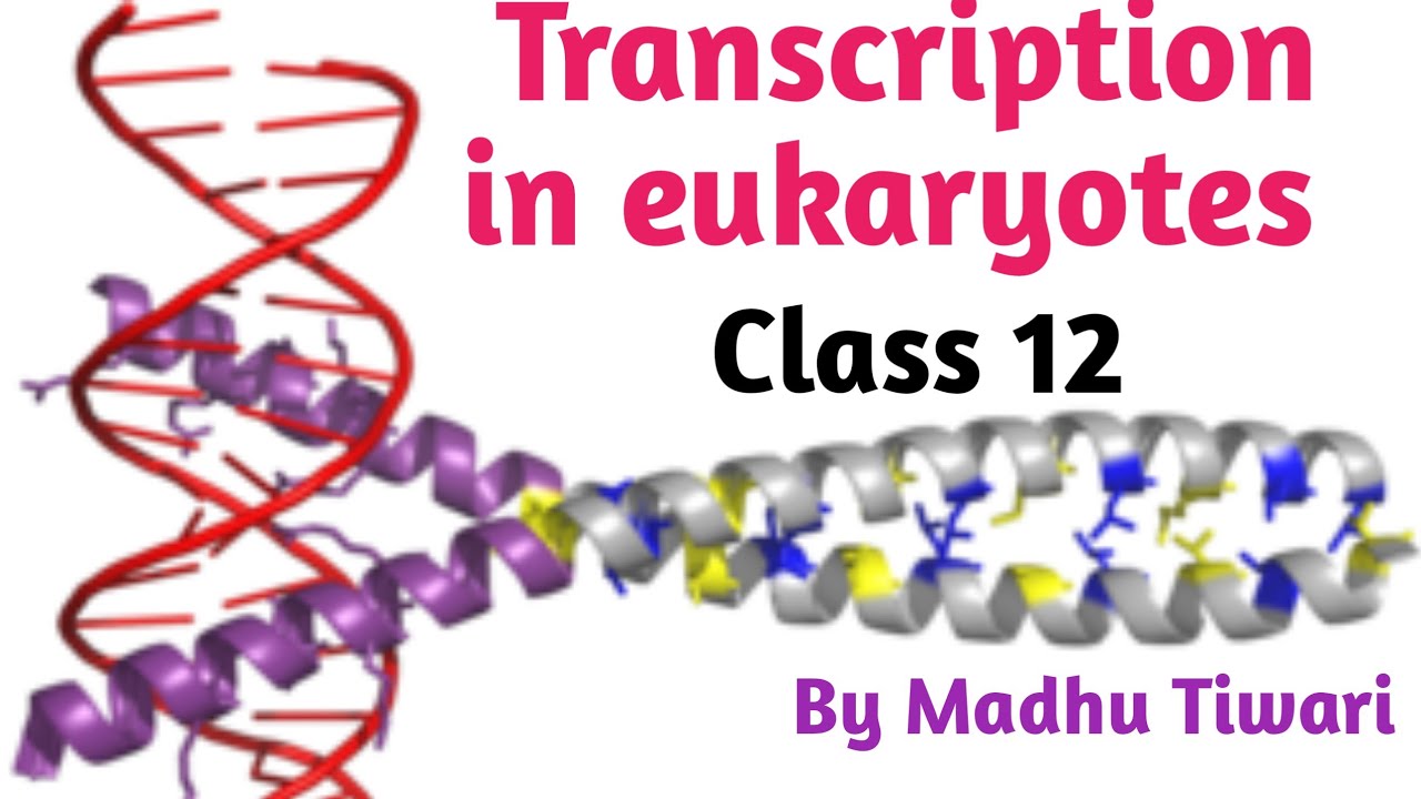 (part 2) transcription in eukaryotes||NCERT| Class 12 ...