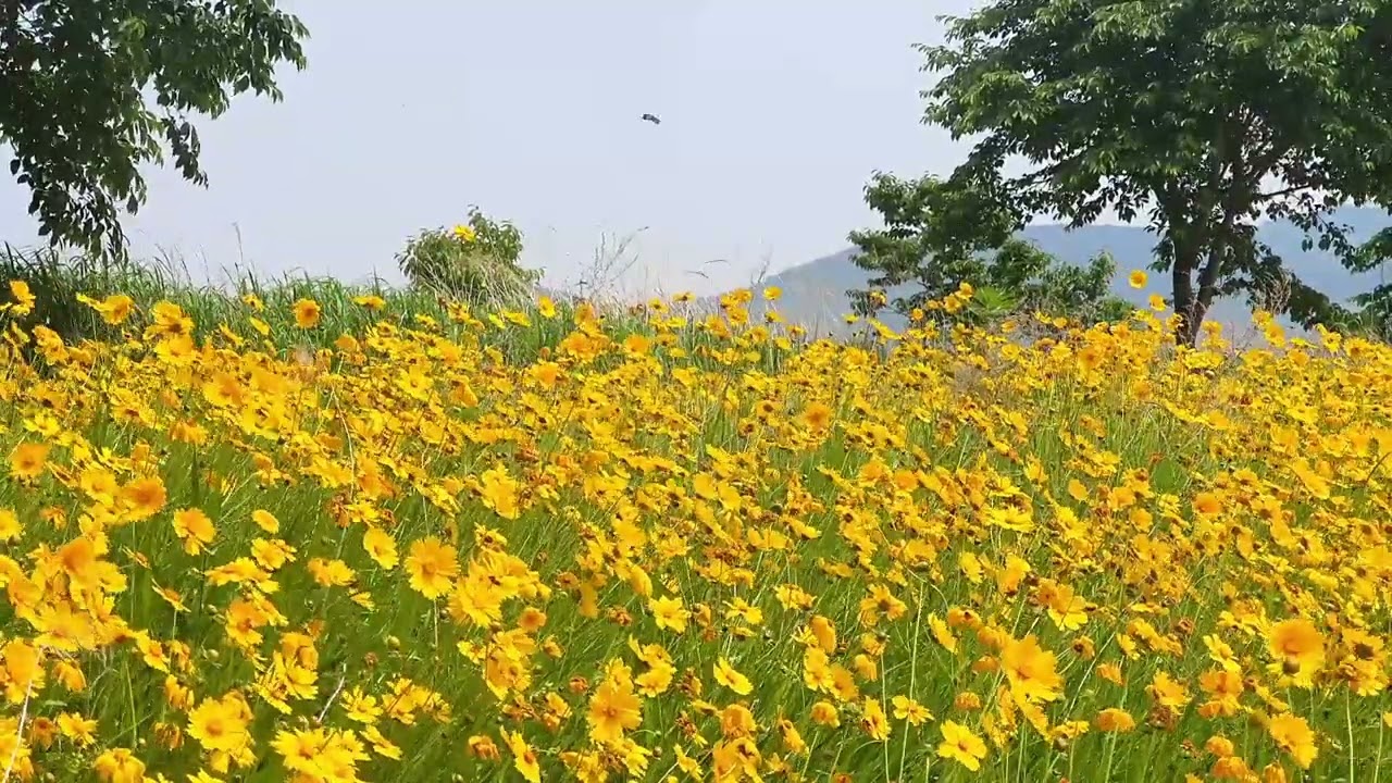 a scented cosmos scene/샛노란 코스모스와 새들의 소리 asmr / 2시간 (휴식,힐링,안정 