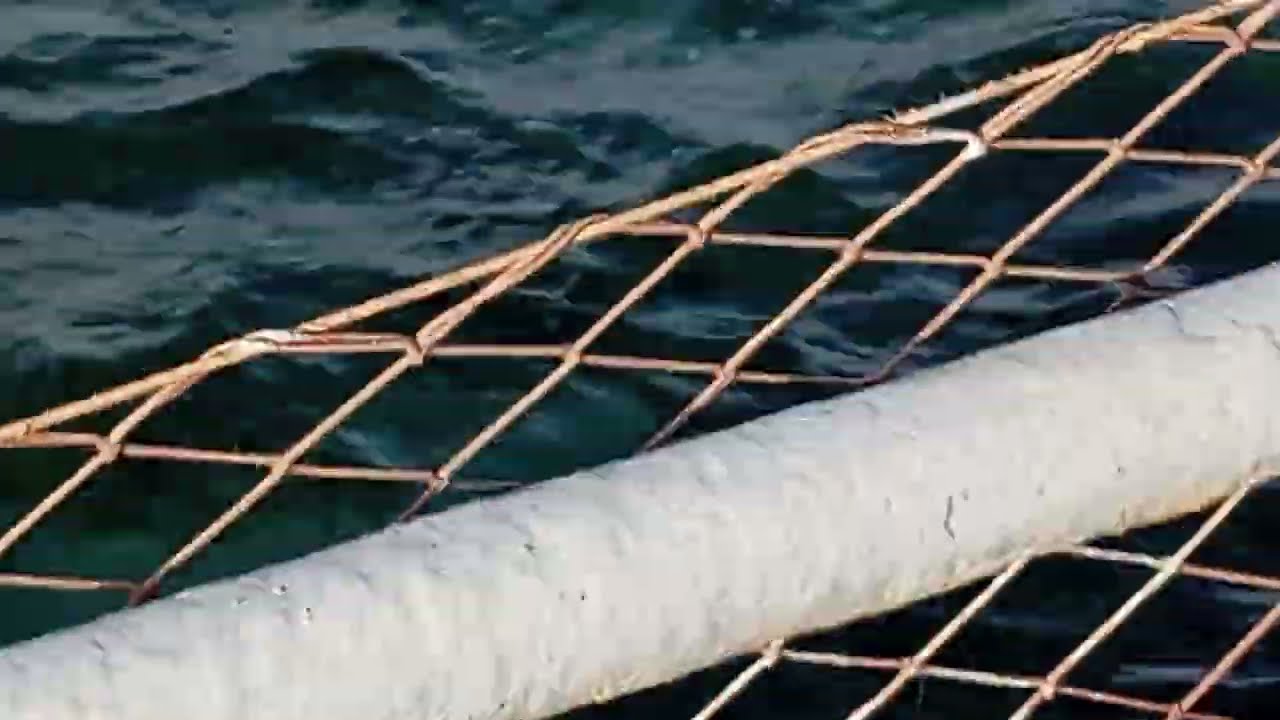 Акула в Египте! Хорошо присмотрелся рыба Фугу...