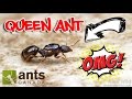 How to Catch A Queen Ant