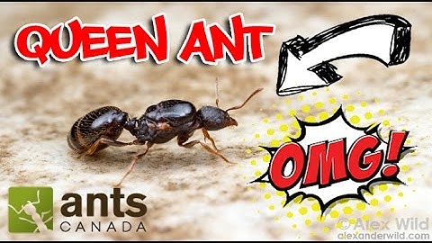 How to Catch A Queen Ant