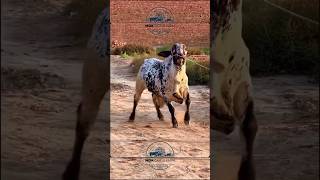 Mdk Cattle Farm  Ramzanis ramzanis bakraeid2024 eiduladha2024 qurbanicollection cattlecraze