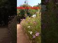 Botanical garden 😄😃#mini vlog #viral vlog #shorts video #travel