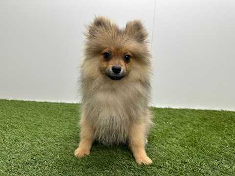 Video Miniature Spitz