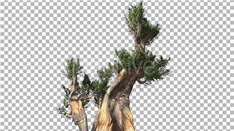 Bristlecone Pine Thick Tree Two Trunks Green | Motion Graphics - Envato elements