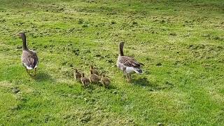 Dad Goose and Mom Goose are walking with their offspring