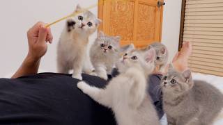 Full The kitten siblings who wouldn't let their owner sleep were just too cute! News