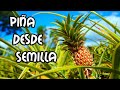 Como Germinar Piña desde Semilla 🍍 ||Trucos 100% eficaz [Pineapple from seed]