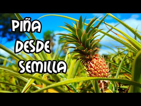 Como Germinar Piña desde Semilla 🍍 ||Trucos 100% eficaz [Pineapple from ...