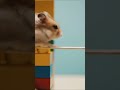 Hamster’s Epic Escape Parkour Through the Urban Jungle! 🏙️🐹
