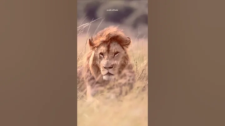 Sigma rule 😎🔥~ Attitude status 😈 | WhatsApp status | Attitude quotes #shorts #quotes #attitude