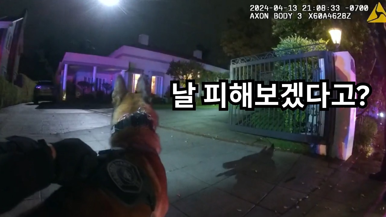 Неужели этот парень действительно думал, что сможет увернуться от полицейской собаки? | Нательная...