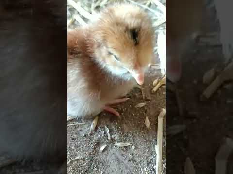 صوت كتكوت عمره يوم واحد ينادي امه A One Day Old Chick Calls His Mother 