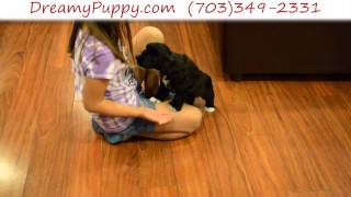 Stunning Schnoodle Female Puppy 2