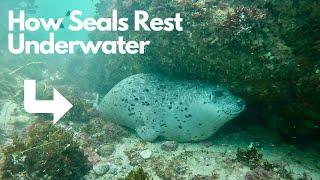 This is How Harbor Seals Rest Underwater