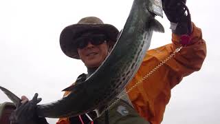 20220923富津沖サワラ