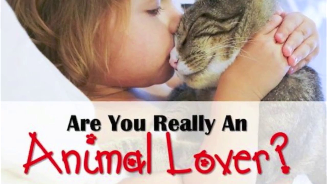 Are You Really an Animal Lover? YouTube