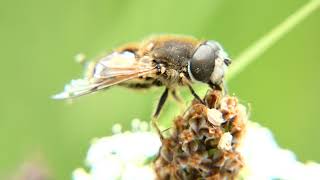 Eristalis arbustorum hoverfly preening in Barkbooth Lot CWT reserve in the Lake District, England