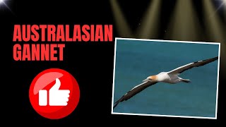 Australasian Gannet The Oceans High-Speed Hunter Amazing Planet