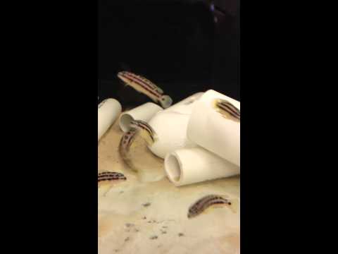 6 Julidochromis ornatus