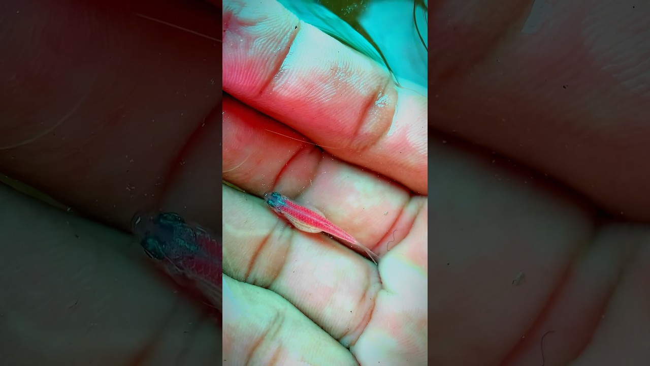 Egg loaded female of pink danio  