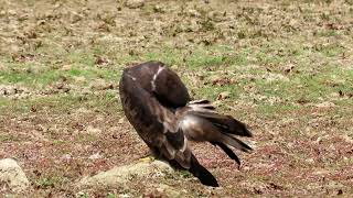 16-Booted Eagle, Mandalay(Myanmar)