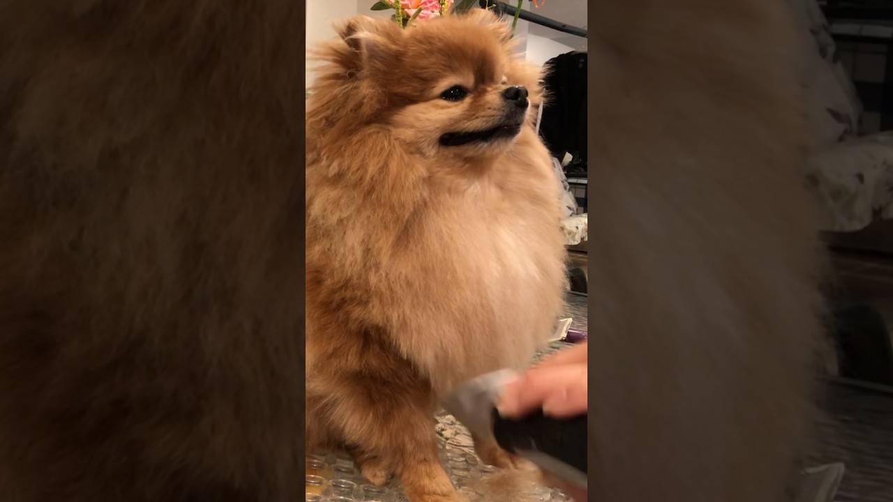 Grooming: how to cut pomeranian hair at Home