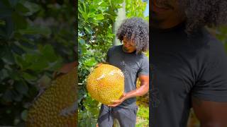 Diving into nature's farmacy, harvesting the protein-rich Golden Nugget Jackfruit fpr breakfast.