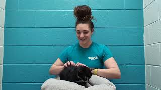 Details VBSPCA Extends Healing Gift to Victoria News