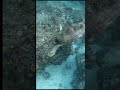 Turtles of Moalboal
