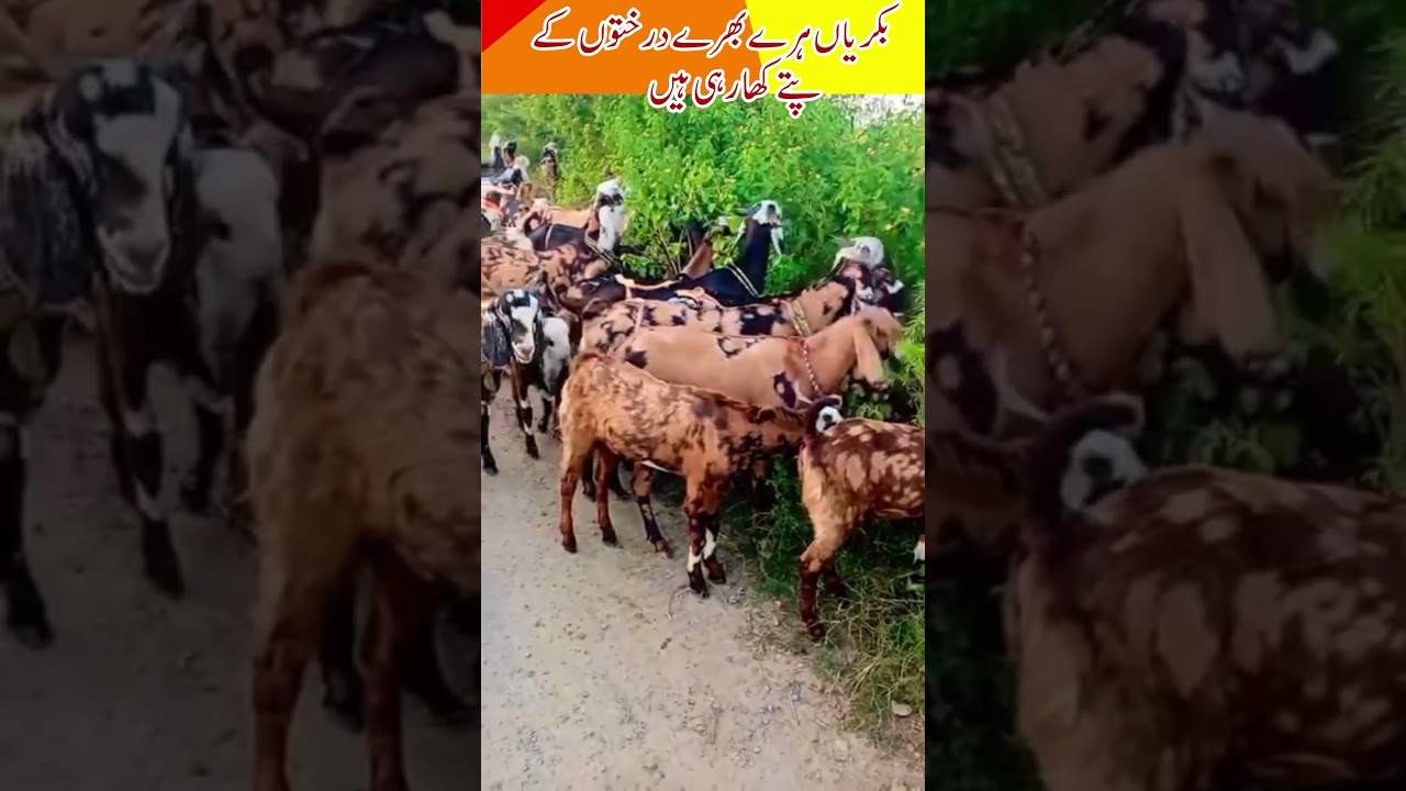 Beautiful Same Color Goats Walking in Lush Green Fields | Nature Farm View