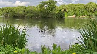 Free use - family of ducks swimming away in a pond