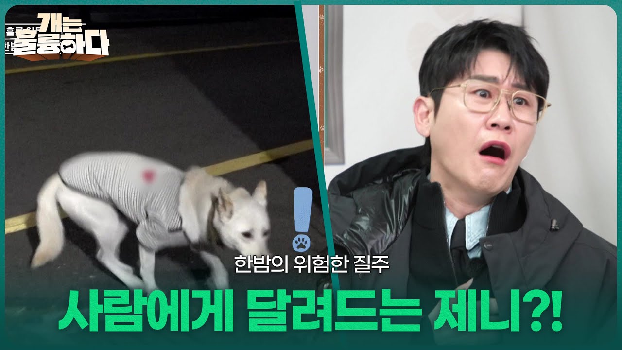 한밤의 위험한 질주, 사람에게 달려드는 제니?! [개는 훌륭하다] | KBS 260209 방송