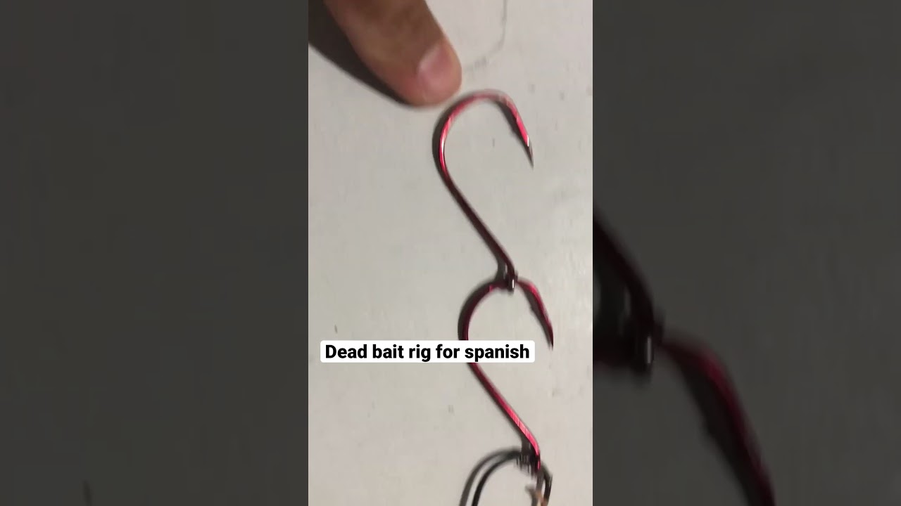 Dead bait rig for spanish mackerel