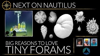 Big Reasons To Love Tiny Forams