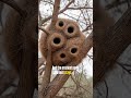 2 Bird Nests That Prove Nature Isn't Real! 🤯