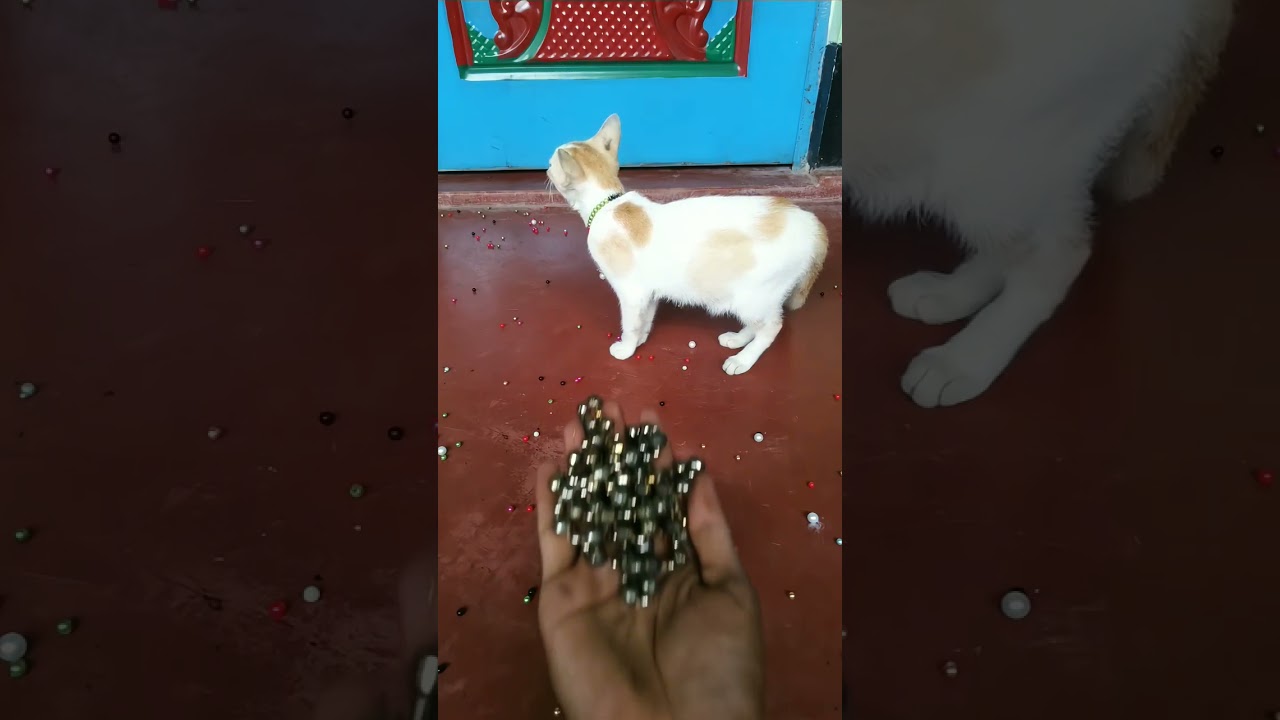 Reverse Cat Magic Show 🎬✨