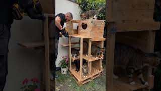 ✅ Building a Luxury Outdoor Cat Shelter for Stray Cats | Full DIY Transformation