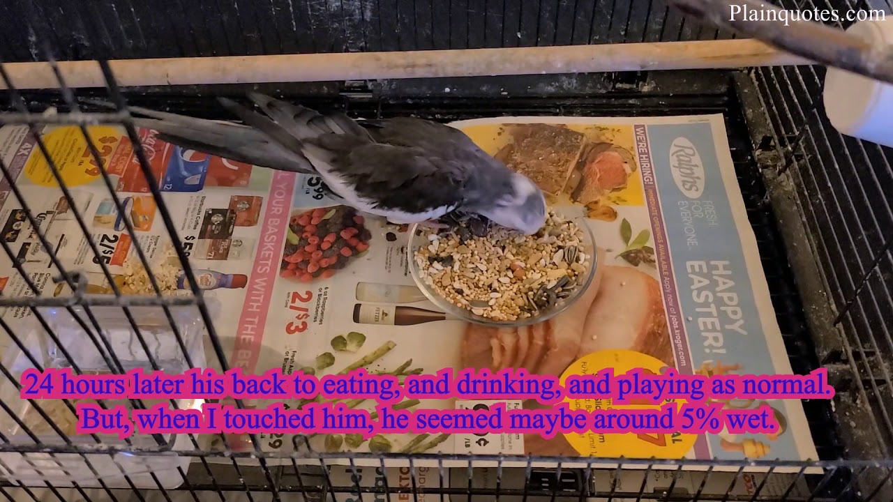 after bath my bird not moving and seems like his shivering