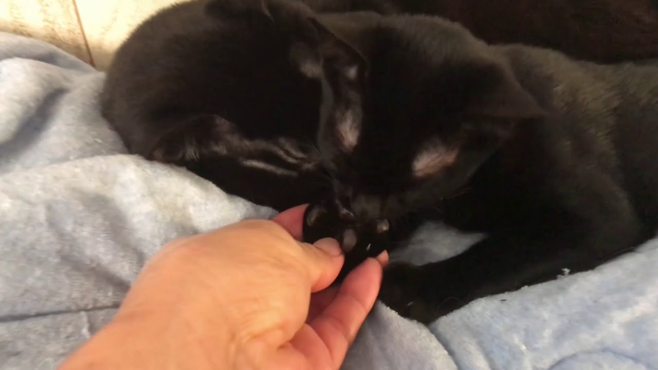 【保護猫】【癒し動画】子猫が先住猫の肉球をペロペロ！ Kittens keep sucking other cat's paws YouTube