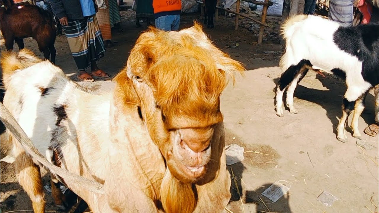 07/02/2026 মাত্র 28 হাজার টাকা দেশি রাম ছাগল পাঁঠা,,,,