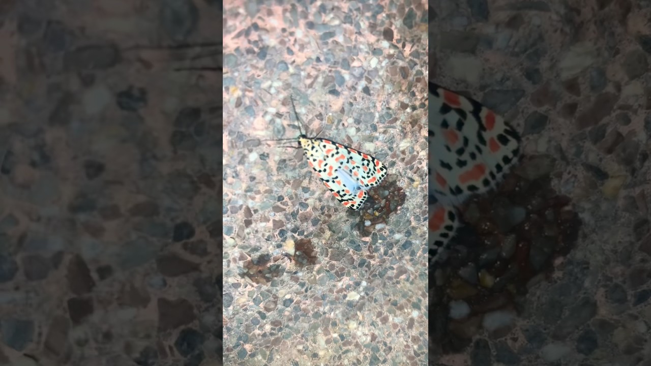 Бабочка🦋Мотылёк-красно-крапчатый, или Утетейса красивейшая 