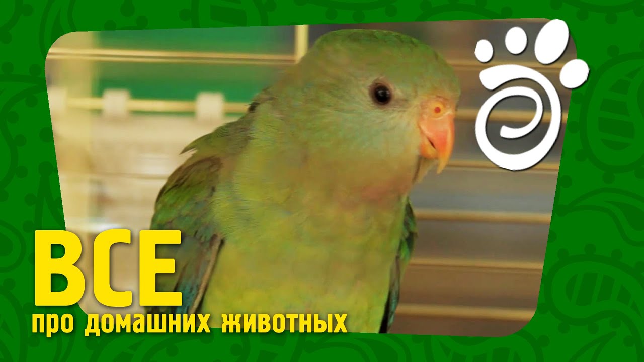 Барабандовый Попугай. Все О Домашних Животных
