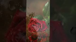 Kırk Yaşındasın (Hz Muhammed Sav)