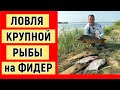 Ловля крупной рыбы на фидер. Рыбалка на Амуре.