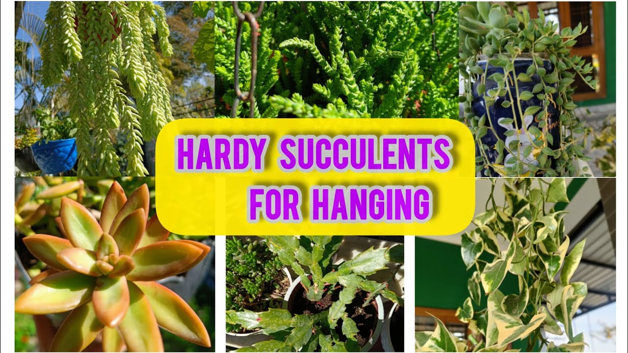 Top Hardy Succulents for Hanging Baskets😍 Permanent Succulents for Beginners/Care and Propagation 