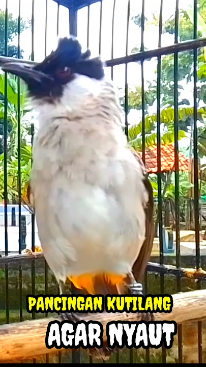 Suara pancingan burung kutilang gacor agar nyaut